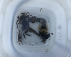 5月　スタッフ研修　基本的な川遊びのスキル編